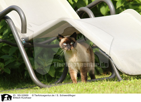 Britisch Kurzhaar / British Shorthair / SS-32869