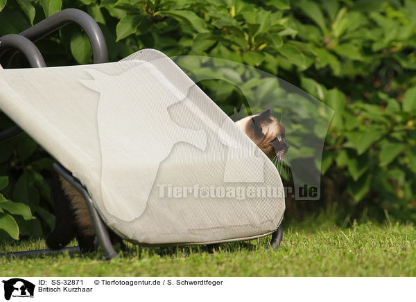 Britisch Kurzhaar / British Shorthair / SS-32871