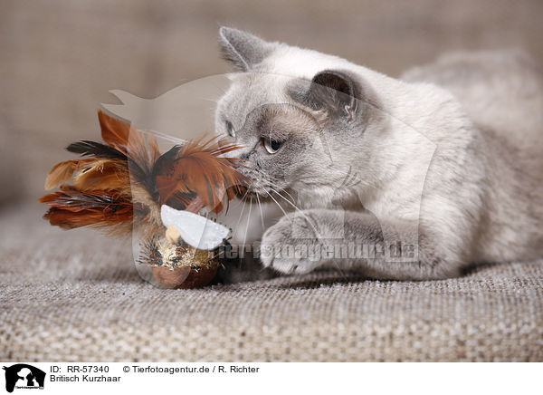 Britisch Kurzhaar / british shorthair / RR-57340