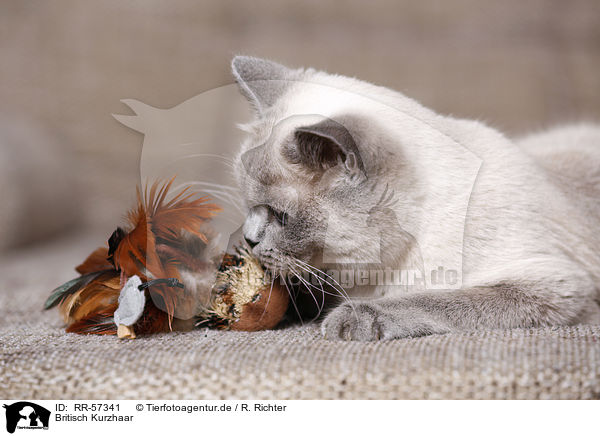 Britisch Kurzhaar / british shorthair / RR-57341