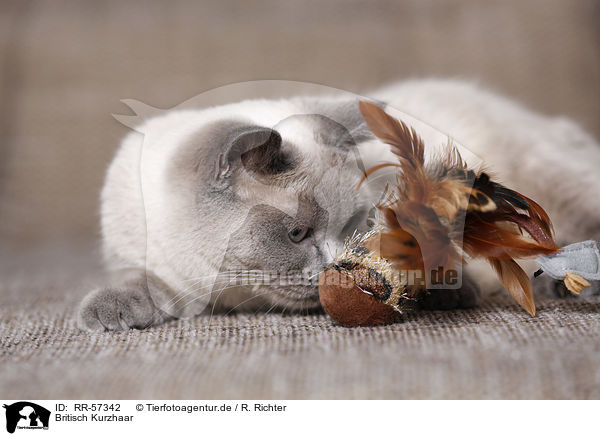 Britisch Kurzhaar / british shorthair / RR-57342