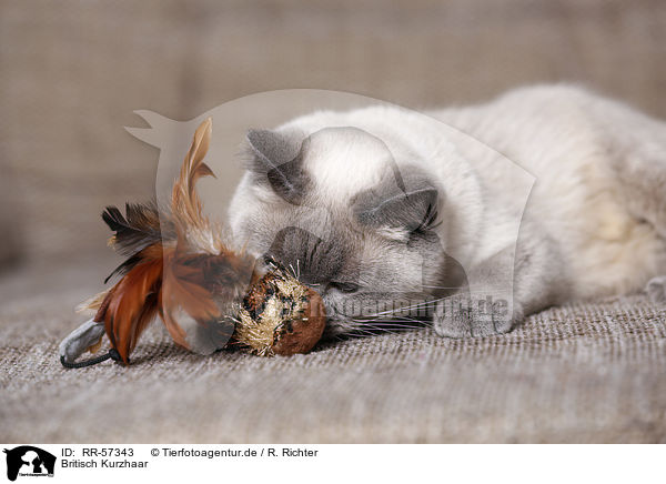 Britisch Kurzhaar / british shorthair / RR-57343