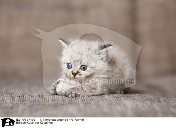 Britisch Kurzhaar Ktzchen / british shorthair kitten / RR-57405