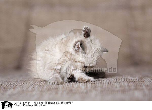 Britisch Kurzhaar Ktzchen / british shorthair kitten / RR-57411