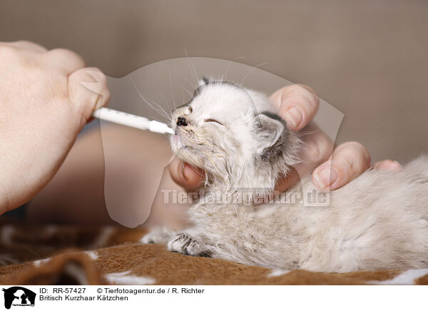 Britisch Kurzhaar Ktzchen / british shorthair kitten / RR-57427