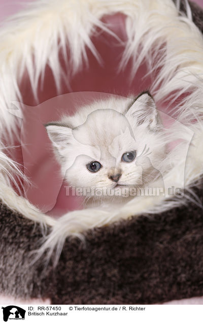 Britisch Kurzhaar / british shorthair / RR-57450
