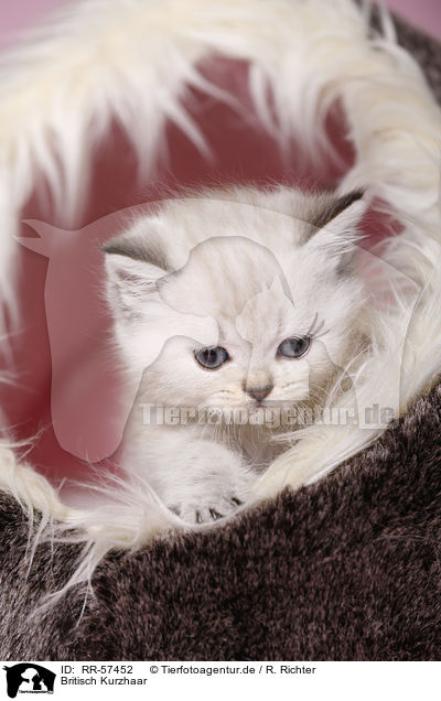 Britisch Kurzhaar / british shorthair / RR-57452