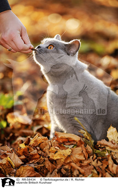 sitzende Britisch Kurzhaar / sitting British Shorthair / RR-58434