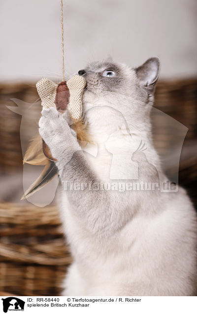 spielende Britisch Kurzhaar / playing British Shorthair / RR-58440