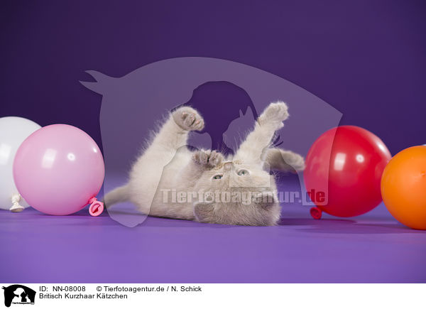 Britisch Kurzhaar Ktzchen / British Shorthair Kitten / NN-08008