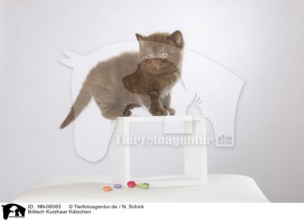 Britisch Kurzhaar Ktzchen / British Shorthair Kitten / NN-08065