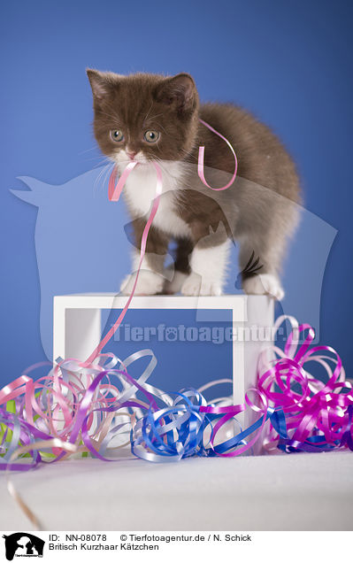 Britisch Kurzhaar Ktzchen / British Shorthair Kitten / NN-08078