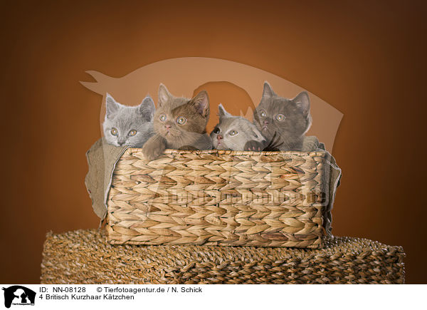 4 Britisch Kurzhaar Ktzchen / 4 British Shorthair Kitten / NN-08128
