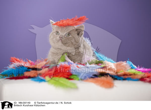 Britisch Kurzhaar Ktzchen / British Shorthair kitten / NN-08149