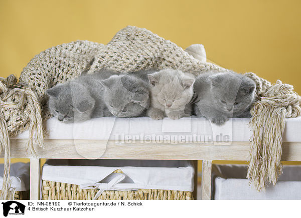 4 Britisch Kurzhaar Ktzchen / 4 British Shorthair Kitten / NN-08190