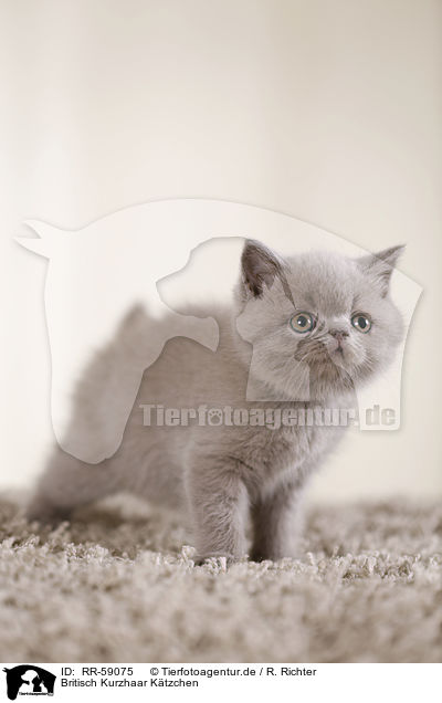 Britisch Kurzhaar Ktzchen / British Shorthair Kitten / RR-59075