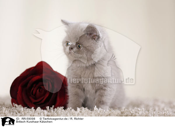 Britisch Kurzhaar Ktzchen / British Shorthair Kitten / RR-59098