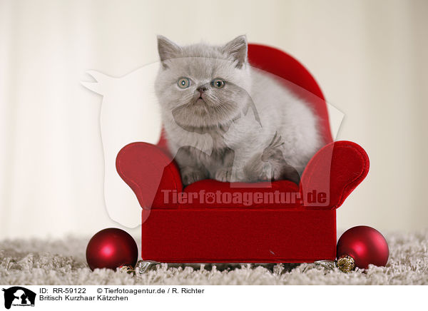 Britisch Kurzhaar Ktzchen / British Shorthair Kitten / RR-59122