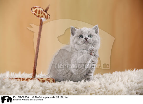 Britisch Kurzhaar Ktzchen / British Shorthair Kitten / RR-59550