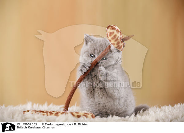 Britisch Kurzhaar K�tzchen / British Shorthair Kitten / RR-59553