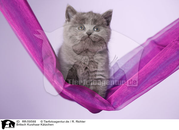 Britisch Kurzhaar Ktzchen / British Shorthair Kitten / RR-59588