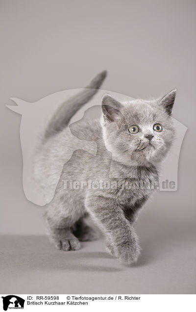 Britisch Kurzhaar Ktzchen / British Shorthair Kitten / RR-59598