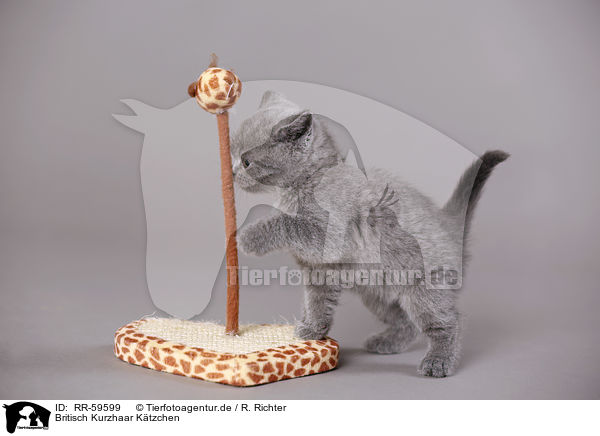 Britisch Kurzhaar Ktzchen / British Shorthair Kitten / RR-59599