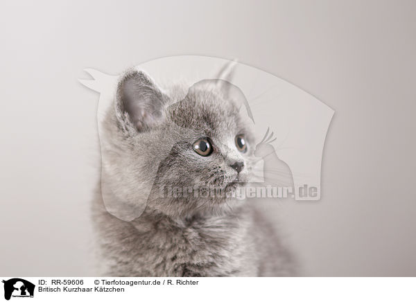 Britisch Kurzhaar Ktzchen / British Shorthair Kitten / RR-59606