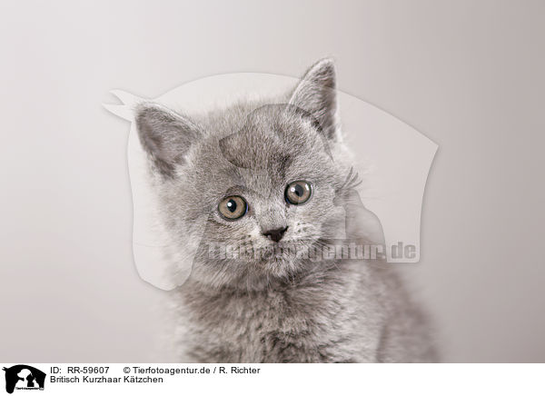 Britisch Kurzhaar Ktzchen / British Shorthair Kitten / RR-59607