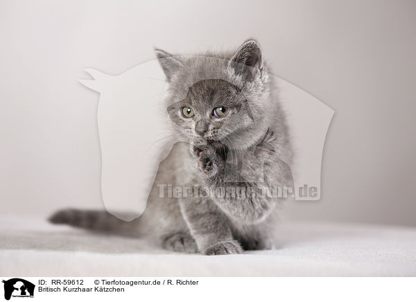 Britisch Kurzhaar Ktzchen / British Shorthair Kitten / RR-59612