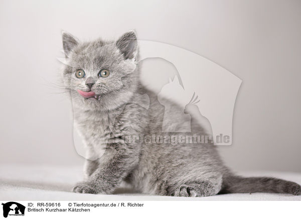 Britisch Kurzhaar Ktzchen / British Shorthair Kitten / RR-59616