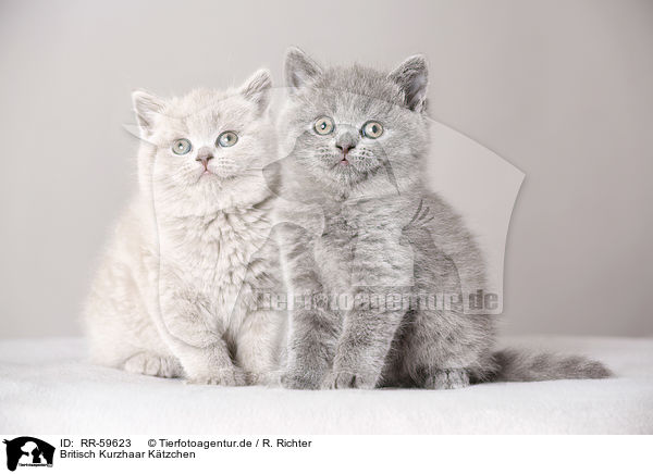 Britisch Kurzhaar Ktzchen / British Shorthair Kitten / RR-59623