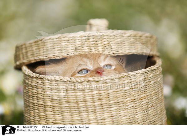 Britisch Kurzhaar Ktzchen auf Blumenwiese / British Shortair Kitten on flower meadow / RR-60122