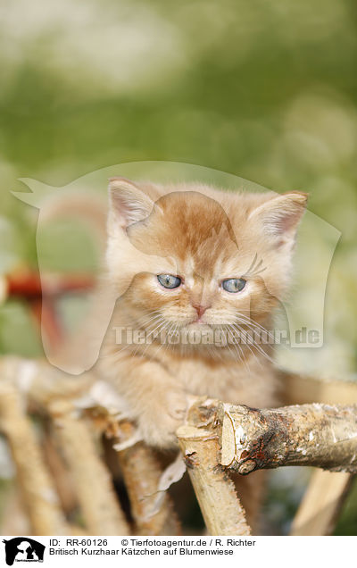 Britisch Kurzhaar Ktzchen auf Blumenwiese / British Shortair Kitten on flower meadow / RR-60126