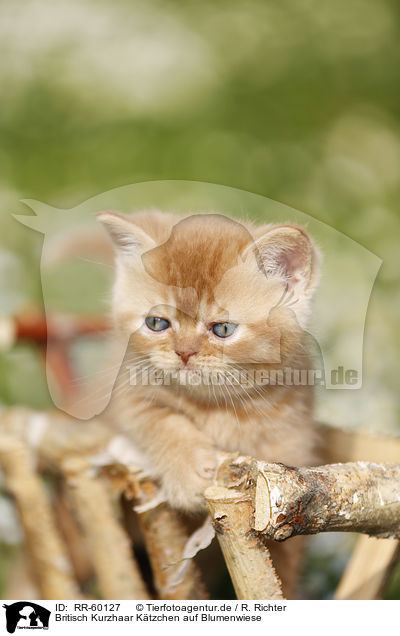 Britisch Kurzhaar Ktzchen auf Blumenwiese / British Shortair Kitten on flower meadow / RR-60127