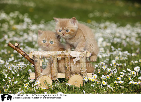 Britisch Kurzhaar Ktzchen auf Blumenwiese / British Shortair Kitten on flower meadow / RR-60134
