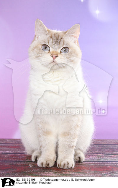 sitzende Britisch Kurzhaar / sitting British Shorthair / SS-36198