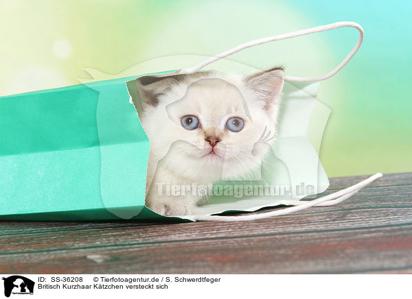 Britisch Kurzhaar Ktzchen versteckt sich / hiding British Shorthair Kitten / SS-36208