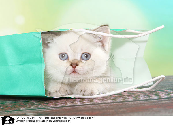 Britisch Kurzhaar Ktzchen versteckt sich / SS-36214