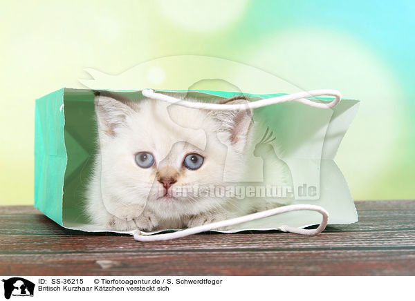 Britisch Kurzhaar Ktzchen versteckt sich / hiding British Shorthair Kitten / SS-36215