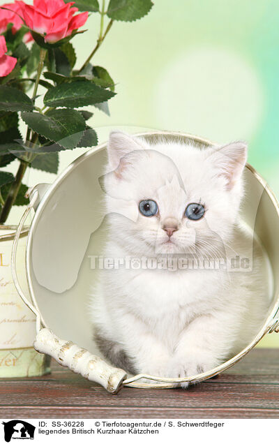 liegendes Britisch Kurzhaar K�tzchen / lying British Shorthair Kitten / SS-36228