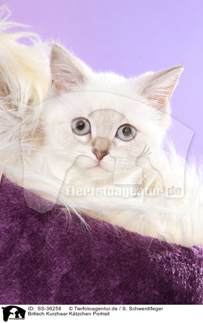 Britisch Kurzhaar Ktzchen Portrait / British Shorthair Kitten Portrait / SS-36258