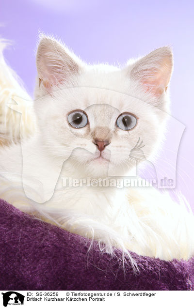 Britisch Kurzhaar Ktzchen Portrait / British Shorthair Kitten Portrait / SS-36259