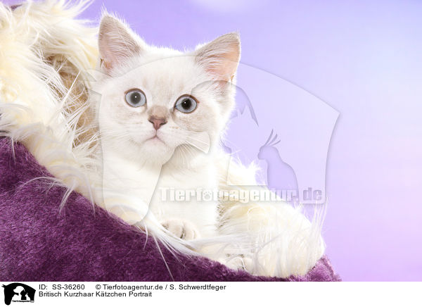 Britisch Kurzhaar Ktzchen Portrait / British Shorthair Kitten Portrait / SS-36260