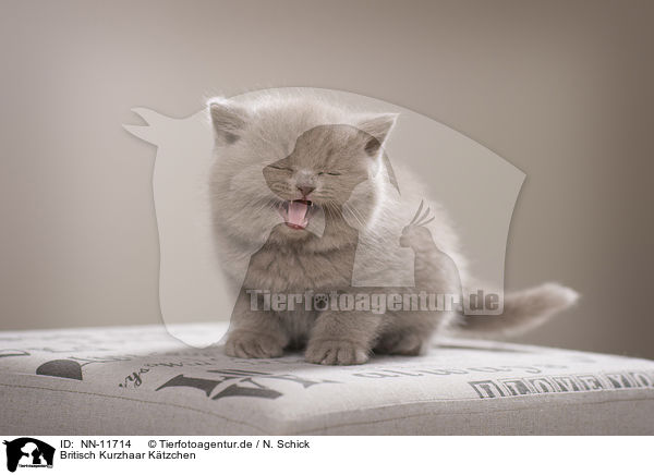 Britisch Kurzhaar Ktzchen / British Shorthair Kitten / NN-11714