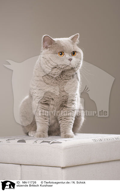 sitzende Britisch Kurzhaar / sitting British Shorthair / NN-11726