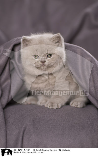 Britisch Kurzhaar Ktzchen / British Shorthair Kitten / NN-11732