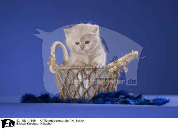 Britisch Kurzhaar Ktzchen / British Shorthair Kitten / NN-11866