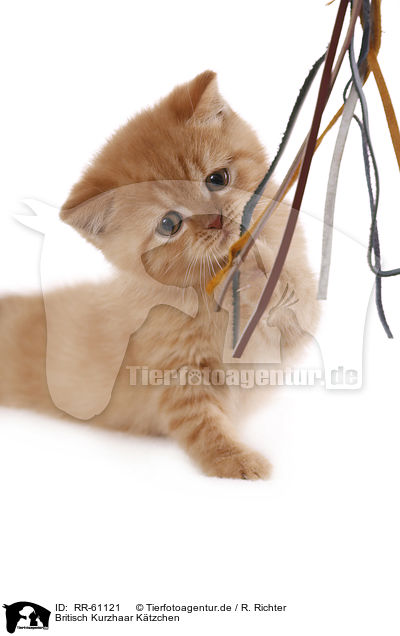Britisch Kurzhaar Ktzchen / British Shorthait Kitten / RR-61121