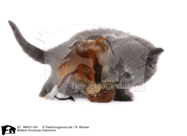 Britisch Kurzhaar Ktzchen / British Shorthait Kitten / RR-61144